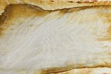 Petrified Wood Slab - Idaho #98261-1